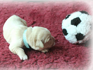 My Sky Blue Collar