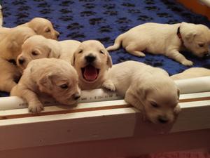 Some of the puppies
