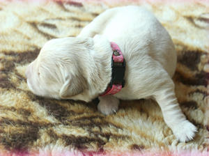 Miss Pink Collar