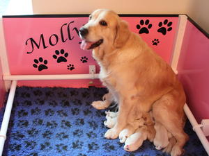 Molly