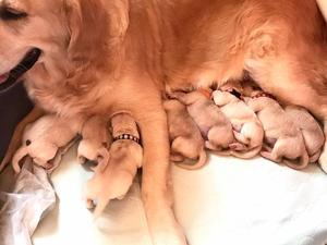Molly with her 8 puppies