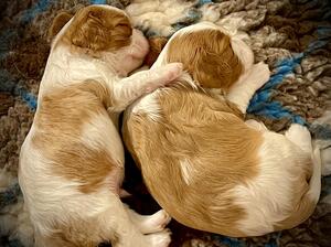 Brother and sister