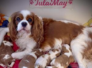 Tula May