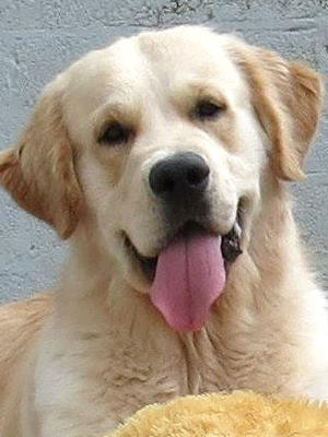 Tomi