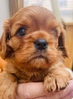 Boy puppy
