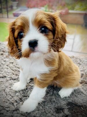 Girl puppy