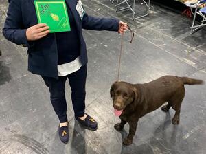 Peggy getting 4th place at Crufts 2023