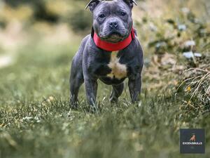 CHAMPION PLAY BOY