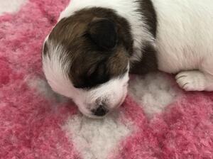 Pup at 3 weeks old