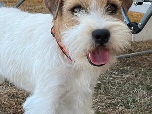 Vinny pups Dad