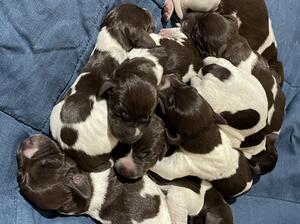 Born 7 th November 2024. 4 girls and 5 boys .