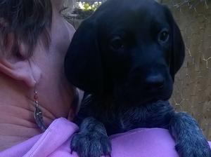 Remaining Puppy - 5 weeks