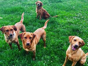 Pippa and family