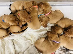 Missy and her pups