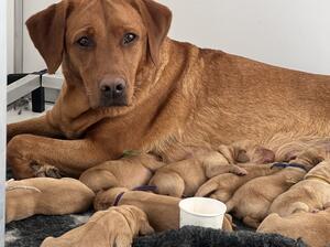 Missy and her 11 pups