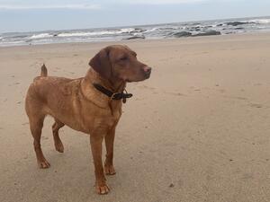 Missy enjoying the beach