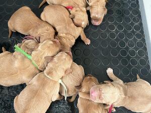 Litter - 1 day old