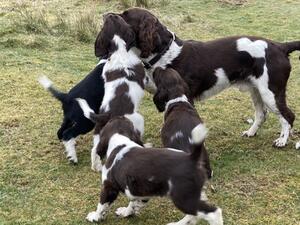 Shiel Gair Pups