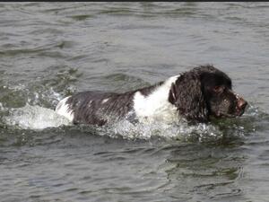 Shiel Gair Spaniels