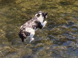 Bracken (Buccleuch Pepper Grand Son)