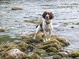 Bracken, Buccleuch Pepper Grand Son