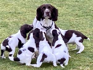 Shiel Gair Pups