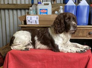 Shiel Gair Spaniels