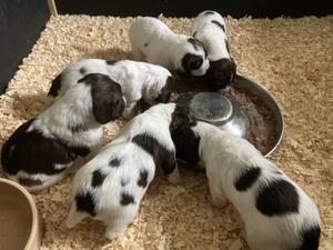Shiel Gair Pups