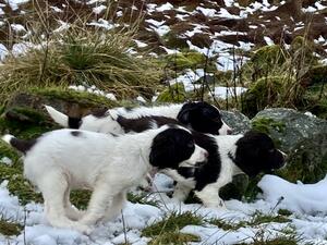 Flighty Flush Pups