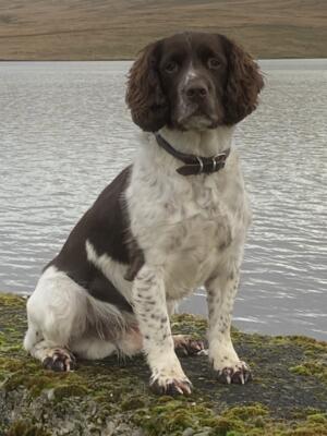 Bracken (Buccleuch Pepper Grand Son)