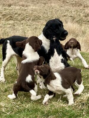 Shiel Gair Pups
