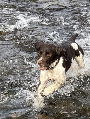 Bracken