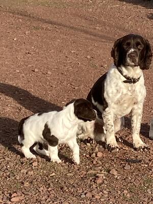 Bracken & His Offspring @ 7 Weeks