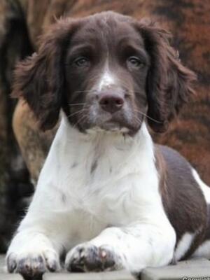 Shiel Gair Spaniels