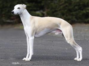 Whipplei Body of Proof at Lunaire - Riley