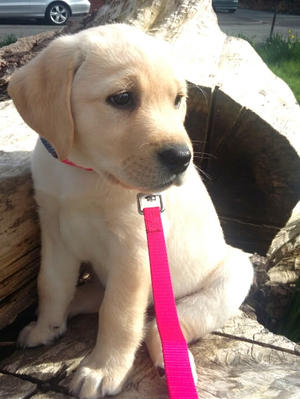 Ariel on her first walk