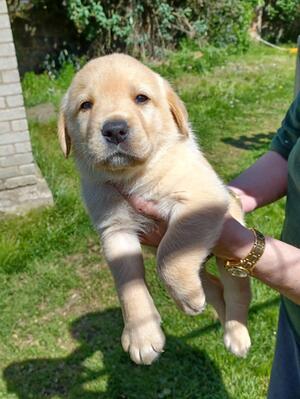 Yellow dog