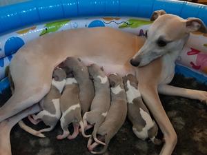 Beautiful puppies