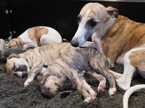 Stunning puppies