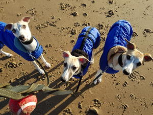 Jasarat whippets