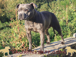 Dam, Kilgharas Lady Guinevere