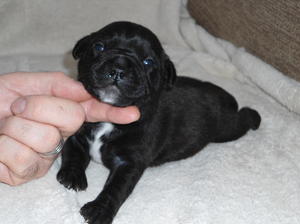 The Dog of the litter