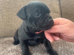 Bitch Pup