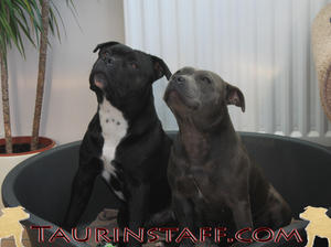 Dogumentary's Thunder and Kilghara's Lady Guiniver