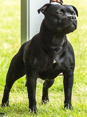 Sire, Ch. Rubericla Black Starscream