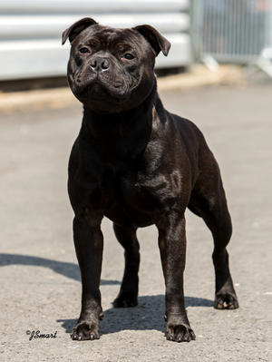 Bruce at Junior level