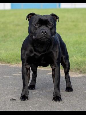 Sire Kenny ch gazstaff's black magic