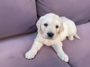 Six weeks old - last boy