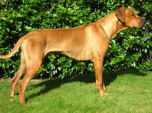 Mirengo's Mondoro of Osebeni the Dad