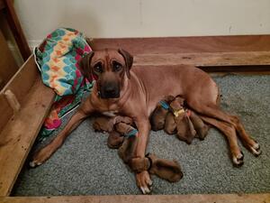 Bossington Shala with puppies